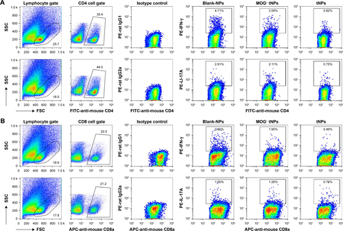 Figure S1 The flow cytometry gating strategy and isotype controls for IL-17A and IFN-γ staining in Figure 6A and B.Notes: SPCs were isolated from the EAE mice in each treatment group on day 20 (2 days after the second injection of tNPs). (A) Frequencies of IFN-γ+/CD4+ T cells and IL-17A+/CD4+ T cells (Th1 and Th17 cells) in CD4+ T cell populations from spleens after 16 h incubation with MOG35–55 peptide. (B) Frequencies of IFN-γ+/CD8+ T cells and IL-17A+/CD8+ T cells (Tc1 and Tc17 cells) in CD8+ T cell populations from spleens after 16 h incubation with MOG40–54 peptide.Abbreviations: APC, allophycocyanin; EAE, experimental autoimmune encephalomyelitis; FITC, fluorescein isothiocyanate; FSC, forward scatter; IFN, interferon; IL, interleukin; PE, phycoerythrin; SPCs, splenocytes; SSC, side scatter; tNPs, tolerogenic nanoparticles.