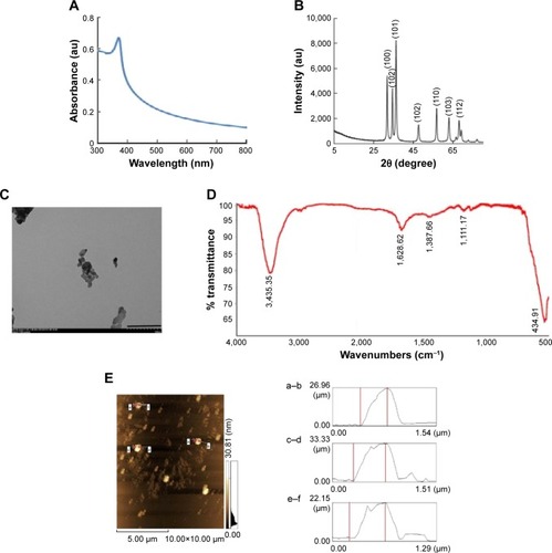 Figure 1 Characterization of ZnO NPs by UV-visible spectroscopy, XRD, TEM, FTIR, and AFM.Notes: (A) UV-visible spectroscopy, (B) XRD spectrum, (C) TEM, (D) FITR, and (E) AFM. At least three independent experiments were performed for each sample and reproducible results were obtained. The results of a representative experiment are presented. Scale bar 200 nm.Abbreviations: AFM, atomic force microscopy; FTIR, Fourier transform infrared; TEM, transmission electron microscopy; UV, ultraviolet; XRD, X-ray diffraction; ZnO NPs, zinc oxide nanoparticles.