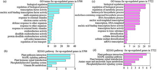 Figure 6. Gene ontology (GO) and KEGG analysis of up-regulated DEGs in both tomato cultivars (a,c) gene ontology (GO) term enrichment analysis of up-regulated DEGs in S708 and T722. The top15 GO term in both cultivars were shown. (b,d) KEGG enrichment analysis of up-regulated DEGs in S708 and T722.