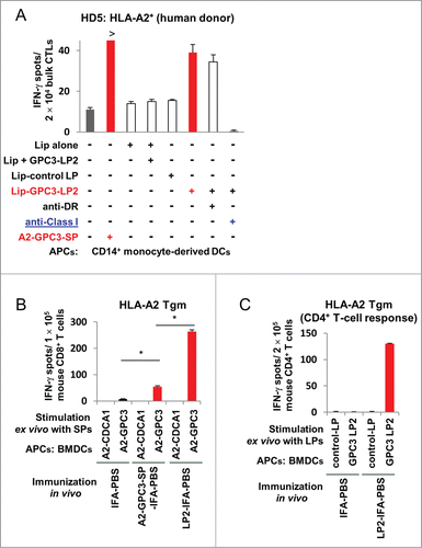 Figure 4. DCs induced efficient cross-presentation of GPC3-LP2 to A2-GPC3144–152-SP-specific and HLA-A2-restricted CTLs in vitro and cross-priming in HLA-A2 Tgm in vivo. (A) A2-GPC3144–152-SP-specific CTLs that were derived from healthy donor HD5 (HLA-A2+ and HLA-DP2+) were stimulated in vitro with autologous DCs pulsed with GPC3-LP2 encapsulated in liposomes (Lip-GPC3-LP2), IMP3507–527-LP encapsulated in liposomes (Lip-control LP), liposomes plus soluble GPC3-LP2 (Lip + GPC3-LP2), or liposomes alone (Lip). Representative data of three independent experiments (all yielded similar results) are shown. (B–C) HLA-A2 Tgm was immunized with A2-GPC3144–152-SP (A2-GPC3-SP-IFA-PBS), GPC3-LP2 (LP2-IFA-PBS), or PBS emulsified in incomplete Freund's adjuvant (IFA; IFA-PBS). Seven days after the second immunization, murine CD4+/CD8+ T cells were isolated from the pooled inguinal lymph nodes and were stimulated ex vivo with BMDCs pulsed with GPC3-LP2 or GPC3-LP5 (control LP) and A2-GPC3144–152-SP, A2-CDCA1-SP, or A2-HIV-SP. The numbers of IFNγ-producing murine CD4+/CD8+ T cells were assessed using an ex vivo ELISPOT. Representative data from 2∼4 independent experiments (2–3 mice in each group) that were performed in duplicate or triplicate (all yielded similar results) are shown. (B) GPC3-LP2 immunization induced an enhanced SP-specific CTL response in comparison with GPC3-A2-SP immunization in vivo when an equimolar dose of the peptide was used. (C) An immune response of GPC3-LP2-specific CD4+ Th cells isolated from the same pooled inguinal lymph nodes.