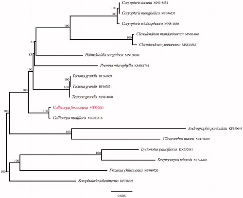 Figure 1. Phylogenetic tree reconstruction of 18 taxa using maximum likelihood (ML) methods based on protein-coding genes in the chloroplast genome sequences. ML bootstrap support value presented at each node.