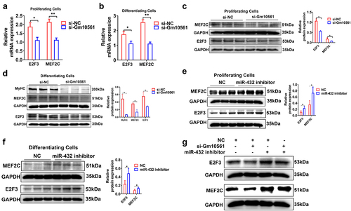 Figure 6. Gm10561 regulates MEF2C and E2F3 by targeting miR-432. (a and b) qPCR showing that mRNA expression of MEF2C and E2F3 was significantly reduced by Gm10561 knockdown in proliferating C2C12 myoblasts (a) and C2C12 myoblasts differentiated at 3 days (b). (c and d) Western blotting showing that Gm10561 knockdown decreased MEF2C and E2F3 protein expression in proliferating C2C12 myoblasts (c) and C2C12 myoblasts differentiated at 3 days (d). Expression was quantified using ImageJ. (e and f) Western blotting showing that expression of MEF2C and E2F3 was significantly increased by miR-432 inhibitor transfection in proliferating C2C12 myoblasts (e) and C2C12 myoblasts differentiated at 3 days (f). Expression was quantified using ImageJ. (g) Western blotting showing that Gm10561 knockdown inhibited MEF2C and E2F3 expression in C2C12 myoblasts, but not when co-transfected with miR-432 inhibitor. Relative RNA and protein levels were standardized to β-actin and GAPDH, respectively. Data represent mean ± SD of three independent biological replicates. *P < 0.05; **P < 0.01.