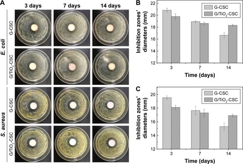 Figure 9 (A) Antibiotic activity of the G-CSC and G/TiO2-CSC; (B) inhibition zones’ diameters of Escherichia coli and (C) Staphylococcus aureus of different samples.Abbreviations: G-CSC, gentamicin-calcium sulfate cement; G/TiO2, gentamicin/TiO2.