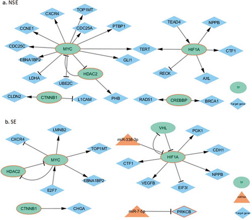 Figure 5. Subtype-specific regulatory networks related to Thyroid hormone signalling pathway. The molecules with red borders were related to the pathway. (a) The mentioned NSE-specific network. (b) The mentioned SE-specific network