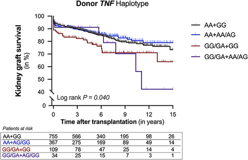Figure 4 Kaplan–Meier curves for 15-year death-censored graft survival after kidney transplantation according to the TNF according to the TNF haplotypes in the donor. Cumulative 15-year death-censored kidney graft survival according to the presence of the rs1800629 G>A polymorphism as well as the rs3093662 A>G polymorphism in the tumor necrosis factor-alpha gene (TNF) of the donor. Pairs were divided into four groups according to the absence of both (black line), the presence of only the A-allele of the rs1800629 polymorphism (blue line), the presence of only the G-allele of the rs3093662 polymorphism (red line), or the presence of both minor alleles (purple line). Log rank test was used to compare the incidence of graft loss between the groups.