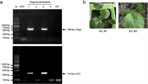 Figure 1. Generation of AC transgenic rapeseed plants. Rapeseed hypocotyl explants were used for tissue culture and Agrobacterium-mediated genetic transformation of the binary plasmid pTA7001-AC. (a) PCR-based verification of the regenerated plants. The DNA fragments of 595 bp from the hygromycin resistance gene (Hyg; upper panel) and 315 bp from the AC transgene (AC; bottom panel) in the T-DNA region of pTA7001-AC were specifically amplified in the regenerated #1 and #3 plants, while no amplification in the regenerated #2 and #4 plants, wild type (WT) and a non-template control (NTC) reaction. M, DNA size marker; (b) AC transgenic rapeseed seedlings. The verified #1 and #3 transgenic plants in (a) were referred to as AC#1 and AC#3, respectively.