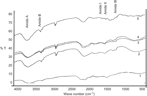 Figure 3 FTIR spectrum of ASC and PSC from the skin of horse mackerel (HM) and croaker (CR). 1: collagen type I; 2: ASC HM; 3: PSC HM; 4: ASC CR; 5: PSC CR.