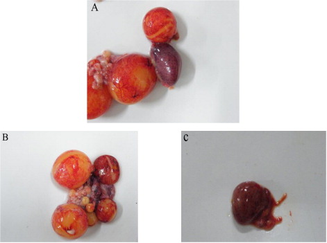 Figure 1. Gross lesions of clinical samples from the infected ducks. (A) Mild haemorrhage of ovarian follicles and slightly enlarged spleens with some necrotic foci in the early stage of infection; (B) hyperaemia, severe haemorrhage and regression of ovarian follicles; (C) enlarged spleens with large necrotic foci.