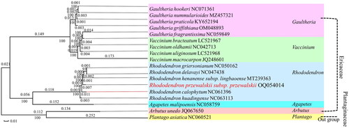 Figure 3. Maximum likelihood tree based on the chloroplast PCGs sequences of R. przewalskii subsp. przewalskii and 18 species of Ericaceae. The numbers shown next to the nodes are bootstrap support values and GenBank accession numbers of each species are listed in the tree. Red font for this study. Numbers >1 in the plot indicate support for species relatedness, and numbers <1 are bootstrap values, indicating node confidence levels.