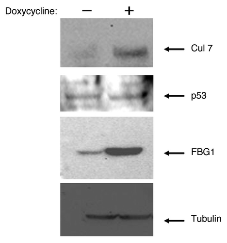 Figure 4 Induction of FBG1 increases Cul7 levels but does not increase degradation of p53. PC6-3 cells stably transfected with FBG1 under control of the tetracycline promoter was induced with doxycycline (‘+’) to produce FBG1 or left un-induced (‘−’). Cells were plated at time 0; doxycycline or vehicle was added at day 1, and cells were harvested on day 2. 100 µg of cell lysate were separated on SDS-PAGE gels and probed with indicated antibodies. Tubulin served as loading control.