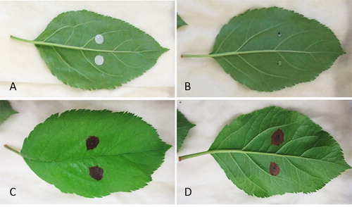 Figure 2. Pathogenicity assay with A. arborescens (ICMP 22004) on greenhouse grown Royal Gala apple leaves: A and B, freshly inoculated leaves with discs soaked in spore solution (A) and with droplets of spore solution (B); C and D, leaf with leaf blotch symptoms on abaxial (C) and adaxial surface (D).