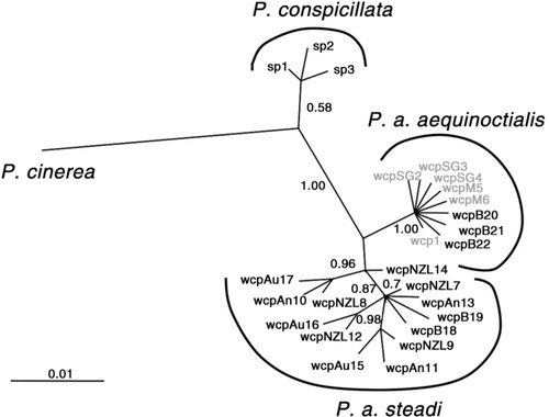 Fig. 2  Unrooted haplotype tree constructed using Bayesian Inference haplotypes for the two subspecies of white-chinned petrels in relation to spectacled (Procellaria conspicillata, sp1-3) and grey petrel (P. cinerea), adapted from Techow et al. (Citation2009). Probability values are given indicating support for the topology. Haplotypes found in bycatch are represented in boldface; wcpB18-19 from the New Zealand long-line fishery and wcpB20-22 from South Africa.