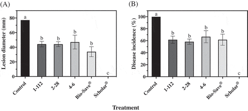 Fig. 4 Grey mould (a) lesion diameter and (b) disease incidence of ‘Ambrosia’ apples after 15 weeks in commercial controlled atmosphere storage at 0°C. Apples treated with B. cinerea were also subjected to treatment with each isolate of P. fluorescens, 1–112, 2–28 or 4–6, or BioSave® or Scholar®. Control apples were treated with the pathogen only. Each bar represents the mean of three replicates of 10 apples each ± standard error. Different letters indicate significant differences according to Tukey’s test (P < 0.05).