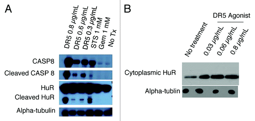 Figure 4. Effect of treating PDA cells with DR5 agonist upon HuR. A. Western blot analysis of whole-cell protein lysates prepared from PDA cells after treatment with Staurosporine (positive control) or varying doses of DR5 agonist. B. Western blot analysis of HuR levels in PDA cytoplasmic lysates after treatment with DR5 agonist (0.03 µg/ml and 0.06µg/ml). Alpha-tubulin is used as a cytoplasmic loading control.