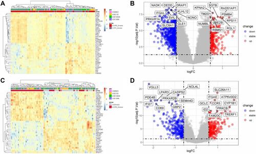 Figure 3 The Visualization of Differently Expressed Genes Between Relevant Groups. According to logFC, the Heatmap (A) displays the top 40 of differential genes expressed (both upregulated and downregulated) between the COPD smokers and the non-COPD Smokers. With the default logFC (0.585) and P value (0.05), the volcano plot (B) shows the top 20 differential expression of relevant genes. Likewise, the Heatmap (C) displays the top 40 differential genes upregulated or downregulated between the non-COPD smokers and the non-Smokers. With the same default of logFC and P value, the volcano plot (D) shows the top 20 differential expression of relevant genes.