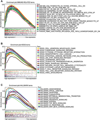 Figure 12 Biological functions and involved pathways of CD276 by GSEA. (A) The top 15 positive enriched immune-related terms; (B) The top 15 positive enriched KEGG terms; (C) The total positive enriched HALLMARK terms.