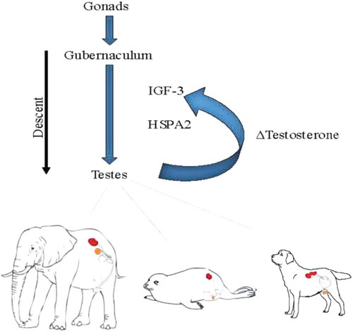 Figure 2. Testicular descent. The testes emerge from the common gonadal tissue and the gubernaculum determines the level to which they descend. The production of testosterone determines the length of the gubernaculum, mediated by Insulin-like Hormone (IGF)-3 and heat shock protein A (HSPA)2. Renal location in the diagram is indicated in red and final testicular location in orange.
