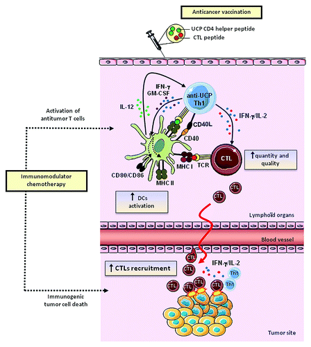 Figure 1. Antitumor immune effects of novel universal CD4 helper peptides derived from telomerase (UCP). UCP-based antitumor vaccines favor DC activation which provides costimulatory signals to antitumor CTL, enhancing their quantity, quality and recruitment at the tumor site. Concomittantly chemotherapy can act by promoting immunogenic cell death and antitumor T cell activation.