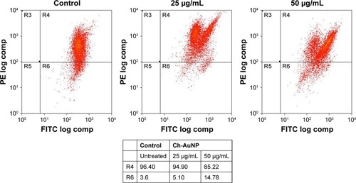 Figure 7 MMP disruption in AGS cells treated by Ch-AuNP for 24 hours.Notes: MMP disruption in AGS cells treated by Ch-AuNP with various concentrations for 24 hours. The cells were stained with JC-1, and changes in the fluorescence were analyzed by flow cytometry. Density plots of FSC vs SSC showing the analysis gates R4 and R6 surrounding viable cells and apoptotic cells, respectively.Abbreviations: Ch-AuNP, Cardiospermum halicacabum-gold nanoparticles; FITC, fluorescein isothiocyanate; MMP, mitochondrial membrane potential; FSC, forward scatter; SSC, side-scattered.