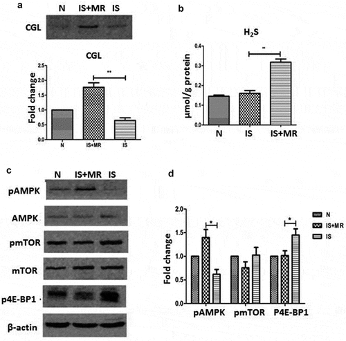 Figure 5. MR increases H2S production and AMPK/mTOR phosphorylation. (a) Levels of CGL assessed by Western blot; CGL activation was lower in the IS group than in the IS+MR group. (b) H2S levels were increased by MR in HK-2 cells. (c and d) Phosphorylated AMPK levels were significantly increased after MR treatment. The protein band intensities are presented as ratios compared to the intensities of the total bands; the data from the control group were arbitrarily set as 1.0. Three replicates were used for quantification. Values are presented as means ± SD.
