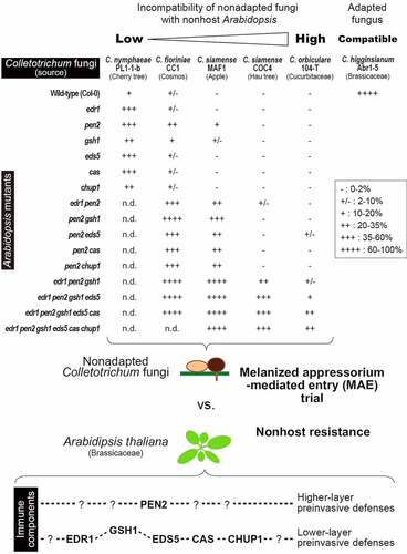 Figure 2. Relationships between MAE of nonadapted Colletotrichum fungi and preinvasive NHR in Arabodipsis thaliana. Invasion abilities of nonadapted C. nymphaeae PL1-1-b, C. fioriniae CC1, C. siamense MAF1, COC4, and C. orbiculare 104-T into nonhost Arabidopsis mutants were evaluated based on the MAE rates and classified. Adapted C. higginsianum Abr1-5 was showed as a control. PEN2-related defense takes priority over other immune components. The percentage of fungal entry test as “-”, “+/-”, “+”, “++”, “+++”, and “++++” was 0–2%, 2–10%, 10–20%, 20–35%, 35–60%, and 60–100%, respectively. n.d.: not determined.