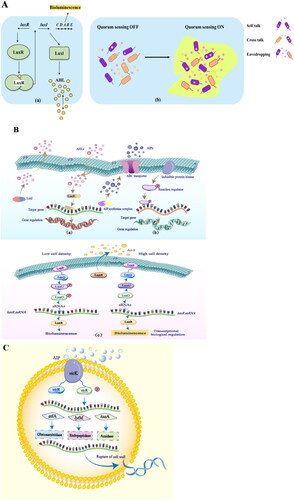 Figure 5. Schematic diagrams showing the mechanisms of quorum sensing (QS) and autolysis of Lactobacillus (L.) bulgaricus. A. Illustration of QS bioluminescence mechanism. (a) a general QS mechanism – LuxI produces N-acyl-homoserine lactones (AHL, represented by yellow spheres). (b) QS signaling relies on the release of automatic inducers (AIs) into the environment for three modes of communication between bacteria, including self-talk, crosstalk, and eavesdropping. B. Common QS systems regulate three types of gene expression. (a) Quorum sensing in Gram-negative bacteria consists of LuxI and LuxR proteins. (b) The most common signal molecules in the QS system of Gram-positive bacteria are autoinducing peptides (AIPs). (c) LuxS/AI-2 is a quorum sensing system that can be used for interspecific information exchange. It is mediated by the signal molecule, furanosyl borate dister (AI-2), facilitating communications between Gram-negative and Gram-positive bacteria. C. Mechanism of autolysis in L. bulgaricus.