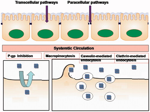 Figure 2. The oral absorption mechanisms of nanoparticles in intestinal tract.