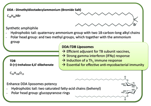 Figure 4. Liposomal adjuvants can be prepared from a range of lipids, for example the cationic lipid Dimethyldioctadecylammonium bromide and D-(+)- trehalose 6,6’-dibehenate. Combined together, these lipids from liposomes with strong adjuvant properties.