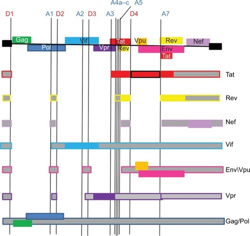 Figure 1 Organization of the HIV genome.