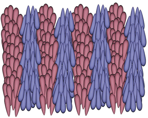 Figure 14. (Colour online) A cartoon of the proposed structure of the splay nematic (Ns) phase.