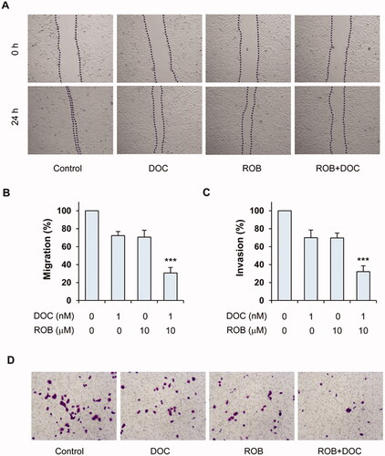 Figure 5. Effects of ROB and DOC alone or in combination on migration and invasion of PC-3 cells. For the migration assay, PC-3 cells were wounded followed by treatment with ROB and DOC alone or in combination for 24 h. (A) Representative micrographs taken at 0 and 24 h. (B) Cell migration rate as determined by Image J in cells treated with ROB and/or DOC. For the invasion assay, PC-3 were seeded in transwell coated with matrigel and treated with ROB and/or DOC for 24 h. (C) Number of invasive cells in PC-3 cells treated with ROB and DOC alone or in combination. (D) Representative micrographs of invasive cells on the transwell membrane. Each value represents mean ± S.D from three separate experiments. ***Indicates significant differences (p < 0.001) as compared to cells treated with ROB or DOC alone.