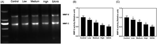 Figure 5. Effects of resveratrol on the gelatinolytic activities of MMP-9 and -2 in ACHN cells. (A) Band of clearance in gelatine zymogram. Activities of MMP-2 (B) and MMP-9 (C) were decreased in resveratrol group, respectively, compared to control and SAHA groups. All data were expressed by means ± SEM. ∧p < 0.05, vs. SAHA, *p < 0.05, **p < 0.01 vs. Control.