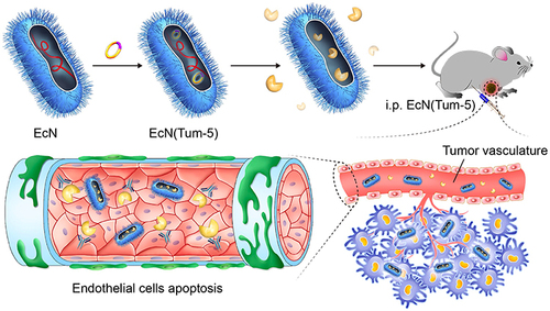 Figure 5 Tum-5 protein (yellow) could be solubly expressed in EcN and secreted to the medium. The engineered bacteria (blue) were rapidly specially colonized in mouse tumors. Tum-5 bound to integrin receptors on the surface of vascular endothelial cells to induce endothelial cell apoptosis. This process would cause blood vessels to shrink, then the tumor growth was suppressed.