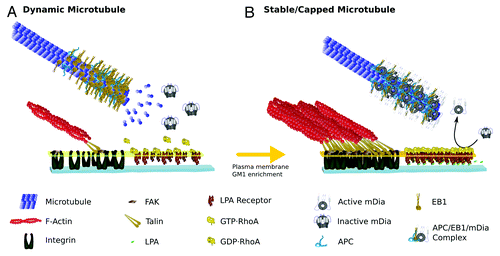 Figure 1. Drawing representing the MT-RhoA-mDia signaling pathway at the leading edge of migrating fibroblasts. Molecules are drawn schematically, roughly preserving relative molecular sizes and when possible, known crystallographic and/or functional spatial conformations. (A) Dynamic MTs: In the absence of LPA, most MTs in wound-facing fibroblasts are highly dynamic showing high rate of α/β heterodimer exchange on + tips. The MTs contain + tips proteins, like EB1 and APC having a comet-like appearance, being highly enriched at the most distal part of the MTs and tapering down within few micrometers. In the absence of LPA signaling, RhoA is inactive (GDP-RhoA), mDia (also inactive) doesn’t bind MTs; there are no focal adhesions and hence FAK remains inactivated. (B) Stable and/or Capped Microtubule: Upon LPA stimulation, focal adhesions start assembling in the leading edge of wound-facing fibroblasts. Typically, focal adhesion formation involves integrin receptor activation and accumulation leading to further enrichment of several other proteins involved in the regulation of the actin network, providing mechanical and signaling means for F-actin binding. Of particular importance during FA formation is the activation of FAK, which, among other effects, promotes the accumulation of GM1 on the leading edge plasma membrane (big dark-yellow arrow). GM1-enriched membranes provide sites for the insertion of RhoA, and activation by LPA receptor signaling. GTP-RhoA activation releases mDia auto-inhibitory conformation leading to its binding to MT + tips; mDia also binds EB1 and APC forming a trimeric protein complex which functions as a MT plus cap. This cap prevents heterodimer exchange stabilizing MT at the leading edge.