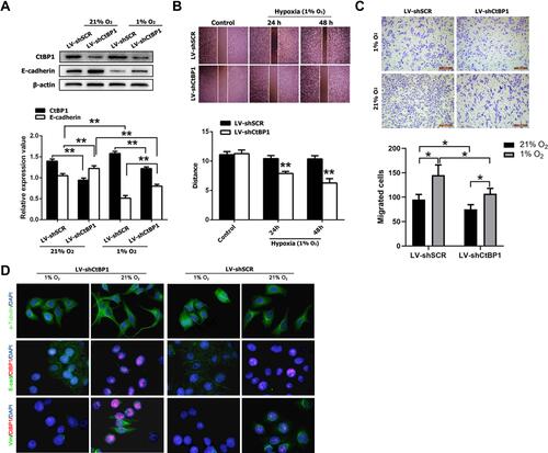 Figure 3 Knockdown of CtBP1 reverses the hypoxia-induced EMT phenotype in HepG2 cells. (A) Knockdown of CtBP1 partially rescued hypoxia-induced upregulation of CtBP1 expression and downregulation of E-cadherin expression at 12 hours in HepG2 cells. (B) Wound scratch assays and (C) Transwell assays showed that silencing CtBP1 inhibits the increased mobility stimulated by hypoxia in HepG2 cells at 24 and/or 48 hours. (D) Immunostained α-tubulin shows that hypoxia-induced spindle-shaped morphology is reversed by CtBP1 silencing in HepG2 cells. Moreover, hypoxia-induced downregulation of E-cadherin expression and upregulation of vimentin expression were reversed by CtBP1 silencing. *P < 0.05; **P < 0.01. Compare with the control (Ctrl) in Figure 3B.