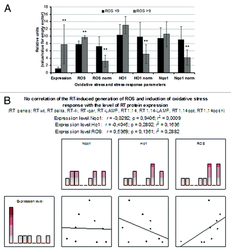 Figure 4. The effect of RT protein expression on the oxidative stress and oxidative stress response. (A) RT genes based on the viral sequences generate low (ROS < 9) and codon-optimized synthetic RT genes, a high total production of ROS (ROS > 9). Data represent the results of two independent experiments, each done in three repeats; ** p < 0.05, F-test; (B) Absence of correlation between the levels of expression of different RT variants and their capacity to induce ROS or activate the oxidative stress response (p > 0.1; Spearman rank-order test).
