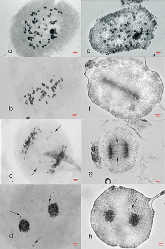 Figure 1. Meiosis I cells of Saccharum officinarum L. (OIO, 1000×). (a–d) var. Q90: (a) diakinesis with 49II; (b) non-congression at metaphase I; (c) anaphase I with laggards; (d) telophase I with laggards. (e–h) var. VMC 95-09: (e) diakinesis with 46II; (f) metaphase I; (g) anaphase I with laggards; (h) telophase I with laggards.