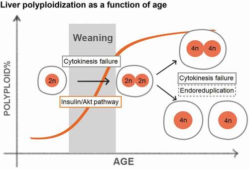 Figure 2. Liver polyploidization as a function of age.