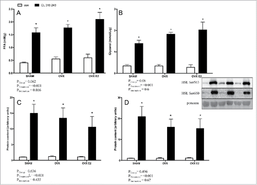 Figure 5. FFA (A) and glycerol (B) concentrations in explant media from r.p. depots in control or CL 316, 243 treated rats. Panels C) and D) show protein content of p-HSL Ser600 p-HSL Ser563 in the r.p. depot. Data are presented as mean ± SEM; n = 6 for control and CL groups in SHAM, OVX and OVX E2 groups. Statistical significance is accepted at p < 0.05; * denotes significant treatment effect compared with own control.