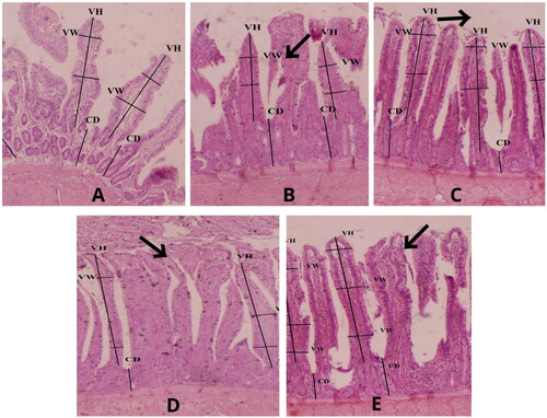 Figure 1. Histological microphotograph of ilium of the control (a), ZnO (B), ZnM 20 (C), ZnM 40 (D), and ZnM 80 (E) of broilers.