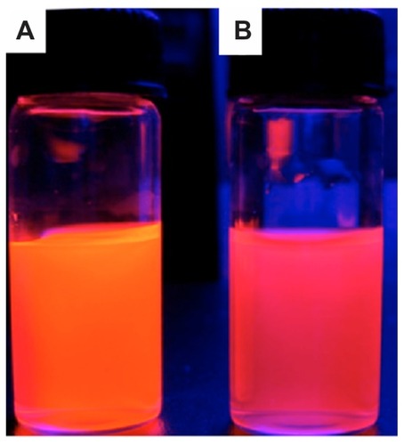 Figure 4 Quantum dot tracing of c(RGDfC) polyionic complex micelles. Quantum dot marked c(RGDfC) polyionic complex micelles in a cup. (A) Quantum dot emitting orange fluorescence. (B) The fluorescent shift from orange to reddish due to the electrostatic interaction between carboxyl groups surrounding quantum dots and active amine groups within polyionic complex spheres (actual size).Note: This demonstrates the effective combination and encapsulation of quantum dots within a polyionic complex.Abbreviation: c(RGDfC), Cyclo(-Arg-Gly-Asp-D-Phe-Cys).