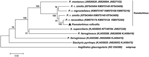 Figure 1. The phylogenetic tree used the method of neighbour-joining (NJ) tree based on ND2, ND3, Cytb protein-coding genes with Kimura 2-parameter model by using MEGA 6.0 program (MEGA Inc., Englewood, NJ). The number on each branch indicated the local bootstrap value. The ND2, ND3 and Cytb Genebank accession number are arranged in brackets after the name of the species.