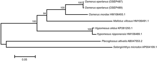 Figure 1. Maximum likelihood tree for the European smelt Osmerus eperlanus specimens OSEP487 and OSEP489, and GenBank representatives of the order Osmeriformes. The tree is based on the General Time Reversible + gamma + invariant sites (GTR + G+I) model of nucleotide substitution. The numbers at the nodes are bootstrap percent probability values based on 1000 replications (values below 70% are omitted).