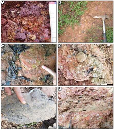 Figure 6. The main features of the Bosque Formation in the area: A, B and C – matrix-rich purplish non-consolidated conglomerates; D – matrix-rich purplish non-consolidated conglomerates containing carbonized wood interlayered with intermediate terraces; E – organic-rich grey-mud; F – structures recording commonly compacted clay clasts.