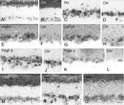 Figure 3.  Expression of receptor tyrosine kinase (RTK) mRNA in the retinal ganglion cell layer. Bright-field micrographs of oligonucleotide probe in situ hybridization analysis of the retinal ganglion cell layer in adult rat. Autoradiography for Axl (A), Sky (C), Vegfr-2 (E), Csf-1R (G), Pdgfrβ (I), Pdgfrα (K), TrkB (M), Ret (N), and Met (O) mRNA expression. B, D, F, H, J, and L: negative controls using 100 times molar excess of unlabelled oligonucleotides (GCL = ganglion cell layer). Scale bars 20 μm. Bar in B also valid for A, bar in D also valid for C–L, and bar in O also valid for M–N.