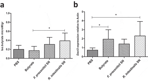 Figure 5. Modulation of Dact3 expression in vivo by F. prausnitzii SN. Animals were intragastrically administered with either butyrate (1 mM) F. prausnitzii SN or R. intestinalis SN and sacrificed 9 after. (a) Quantification of butyrate in samples from proximal colon of treated mice. (b) FC of Dact3 expression in colonic samples relative to actin housekeeping gene. Non-parametric Kruskal-Wallis and Dunn’s post hoc test *p < .05