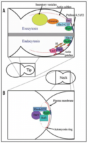 Figure 2 Model of the role of Rgd1p in polarized growth in Saccharomyces cerevisiae; during bud growth (A) and during cytokinesis (B). See the text for more detail. SL: synthetic lethal interaction.