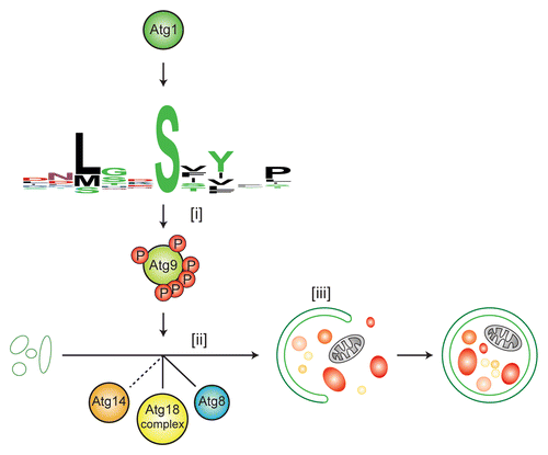 Figure 1. Atg1-dependent Atg9 phosphorylation regulates autophagy. Atg1 phosphorylates Atg9 on 6 consensus sites upon PAS recruitment (i). This allows the efficient recruitment of Atg18 and possibly Atg14 to the PAS (ii) and Atg9 binding to Atg18, which is required for Atg8 recruitment and phagophore elongation (iii) in autophagy and the Cvt pathway.