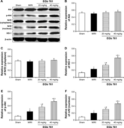 Figure 5 Effect of EGb 761 on myocardium Akt, p-Akt, Nrf2 and HO-1 protein expression.