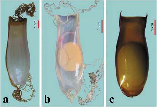 Figure 5. Three of the four egg cases from species of the two genera of Mediterranean sharks: a) Scyliorhinus stellaris; b) Scyliorhinus canicula; c) Galeus melastomus (by F. Serena).